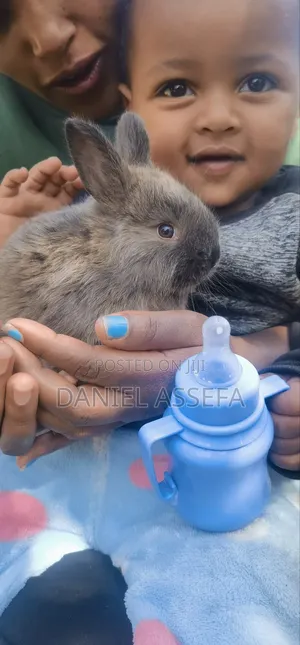 Photo - Rabbit for Sell