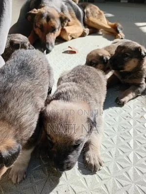 Photo - 1-3 months Male Mixed Breed German Shepherd