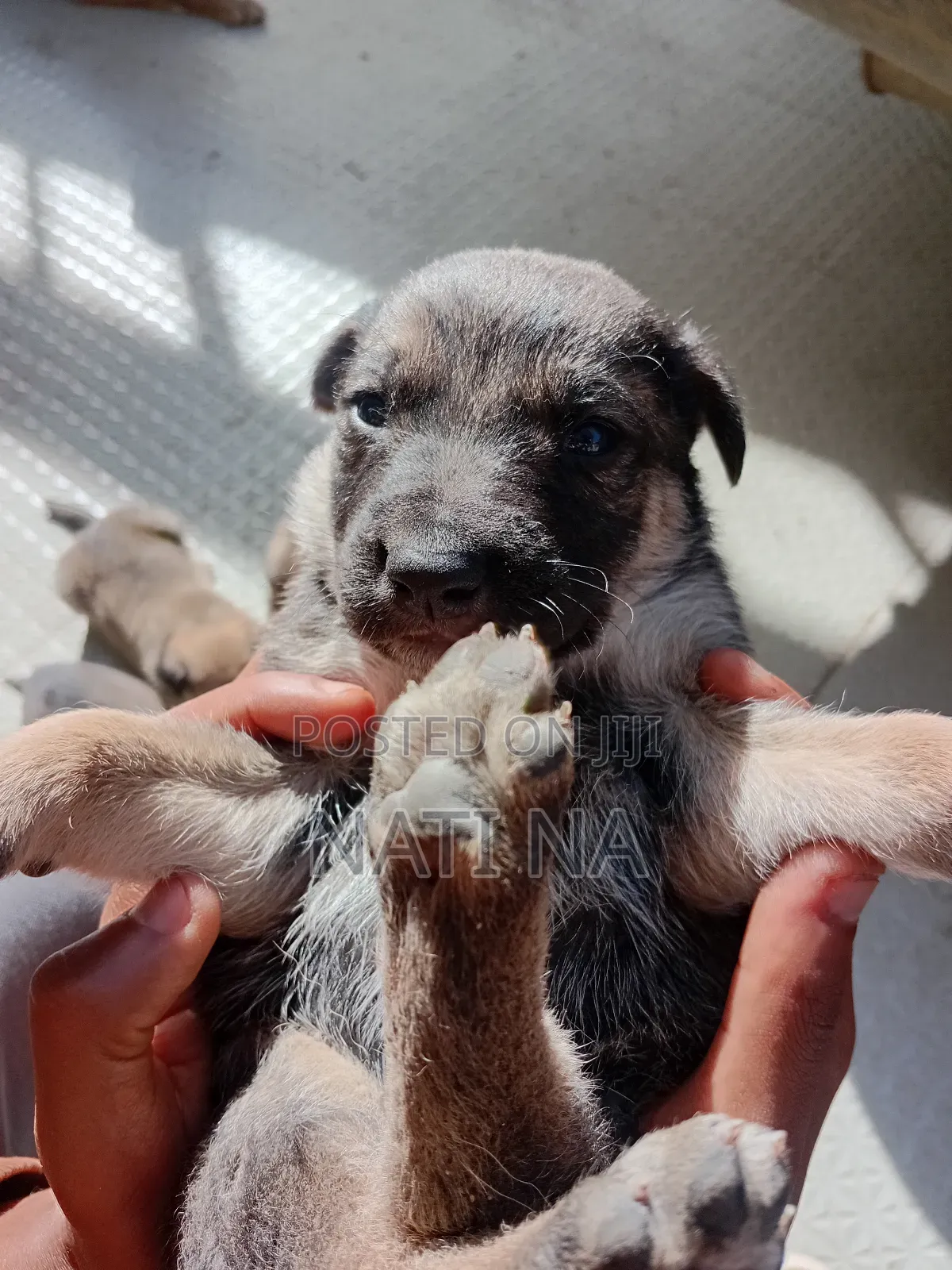 1-3 months Male Mixed Breed German Shepherd