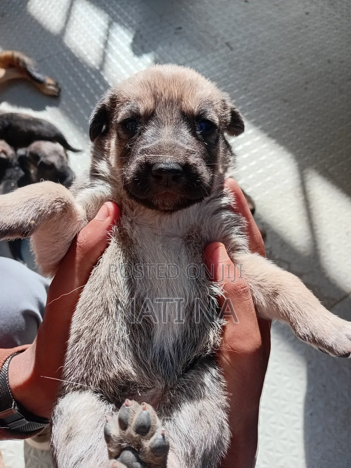 1-3 months Male Mixed Breed German Shepherd