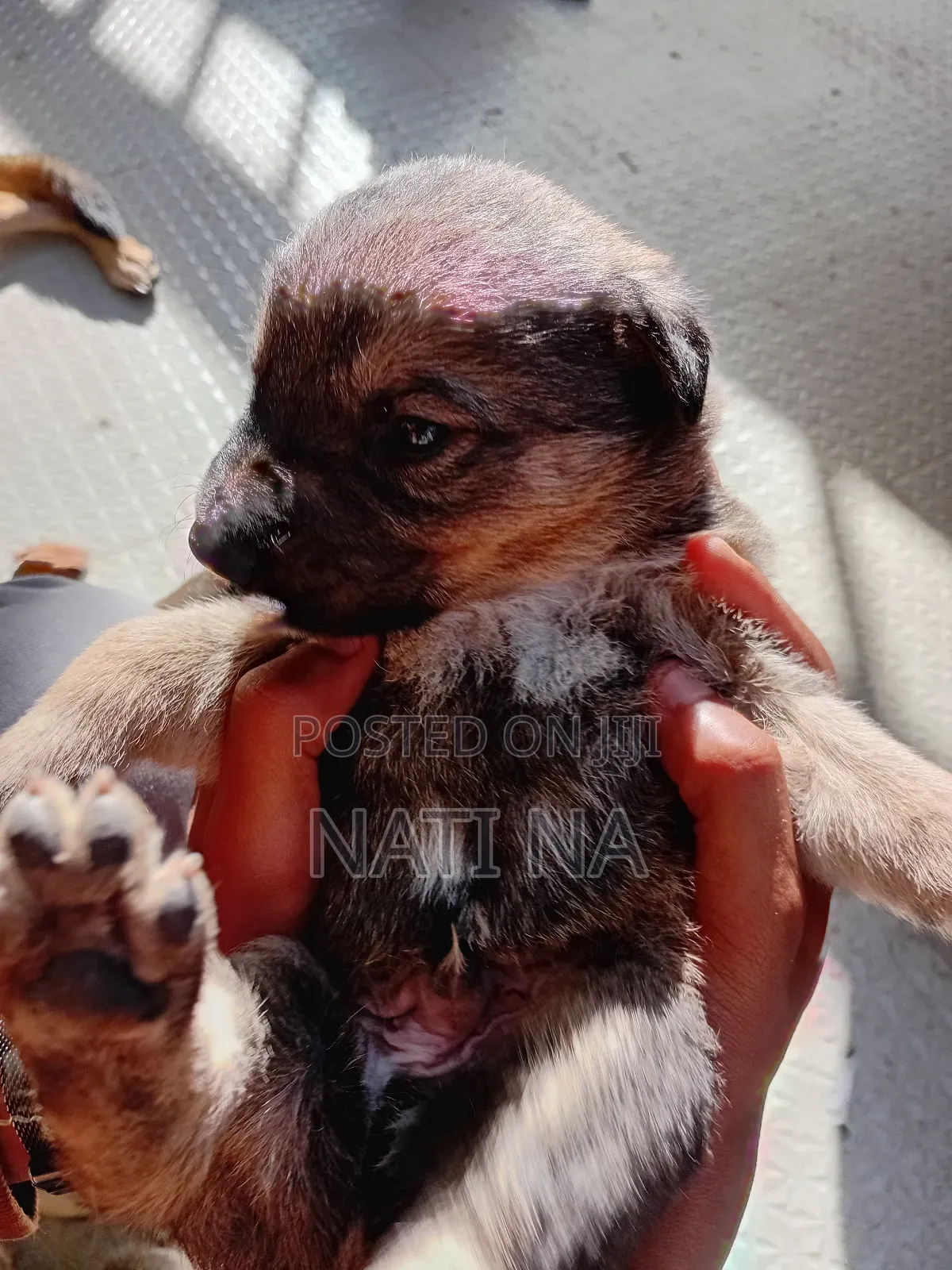 1-3 months Male Mixed Breed German Shepherd