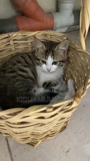 Photo - 3-6 months Female Mixed Breed American Shorthair