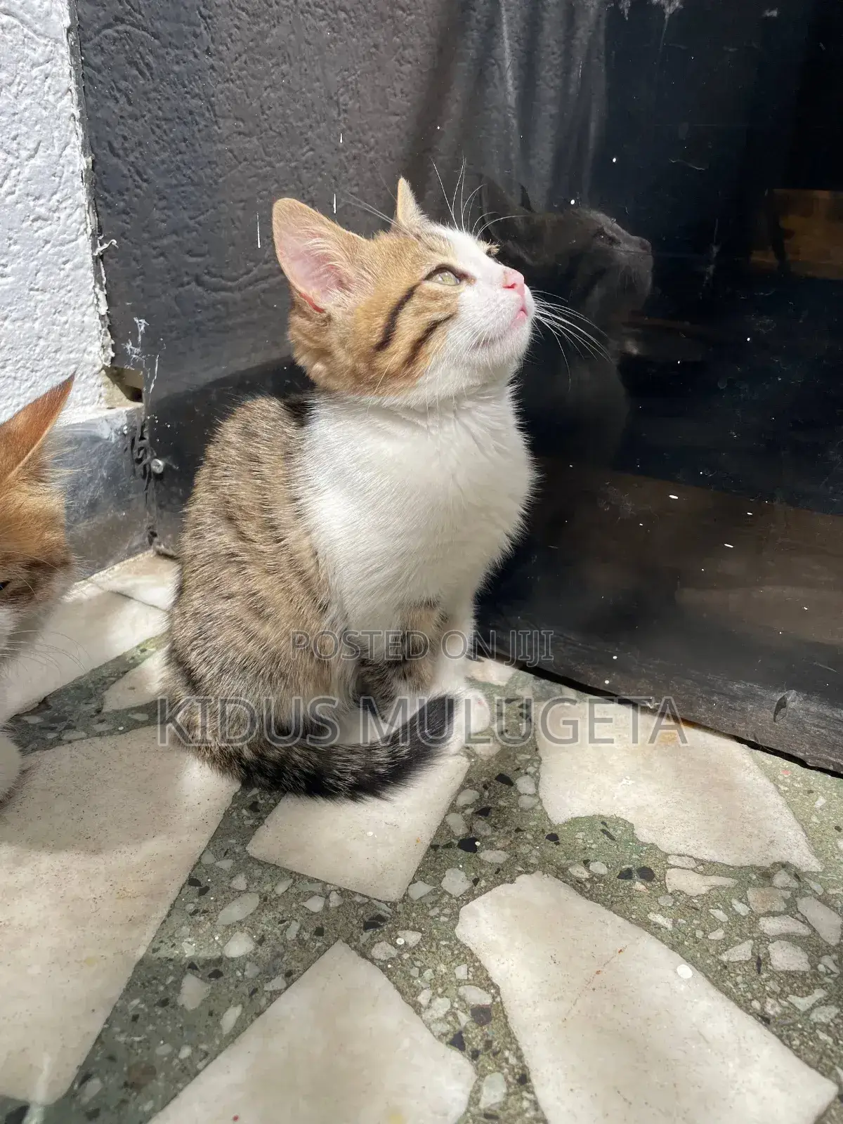 3-6 months Female Mixed Breed American Shorthair