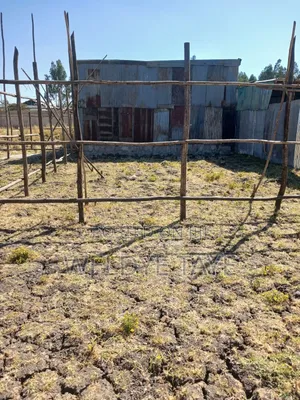 Photo - 1bdrm House in ወንዴ ፈጣን ደላላ, Yeka for sale