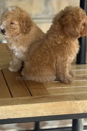 Photo - 1-3 months Female Mixed Breed Maltese