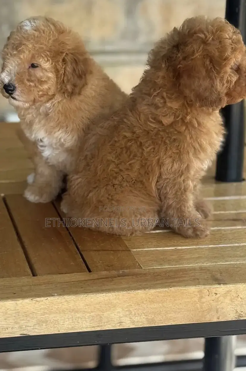 1-3 months Female Mixed Breed Maltese