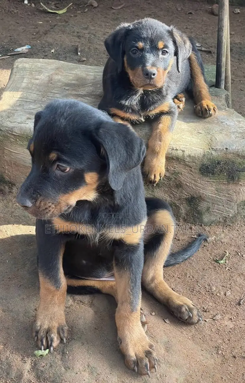 3-6 months Female Purebred Rottweiler