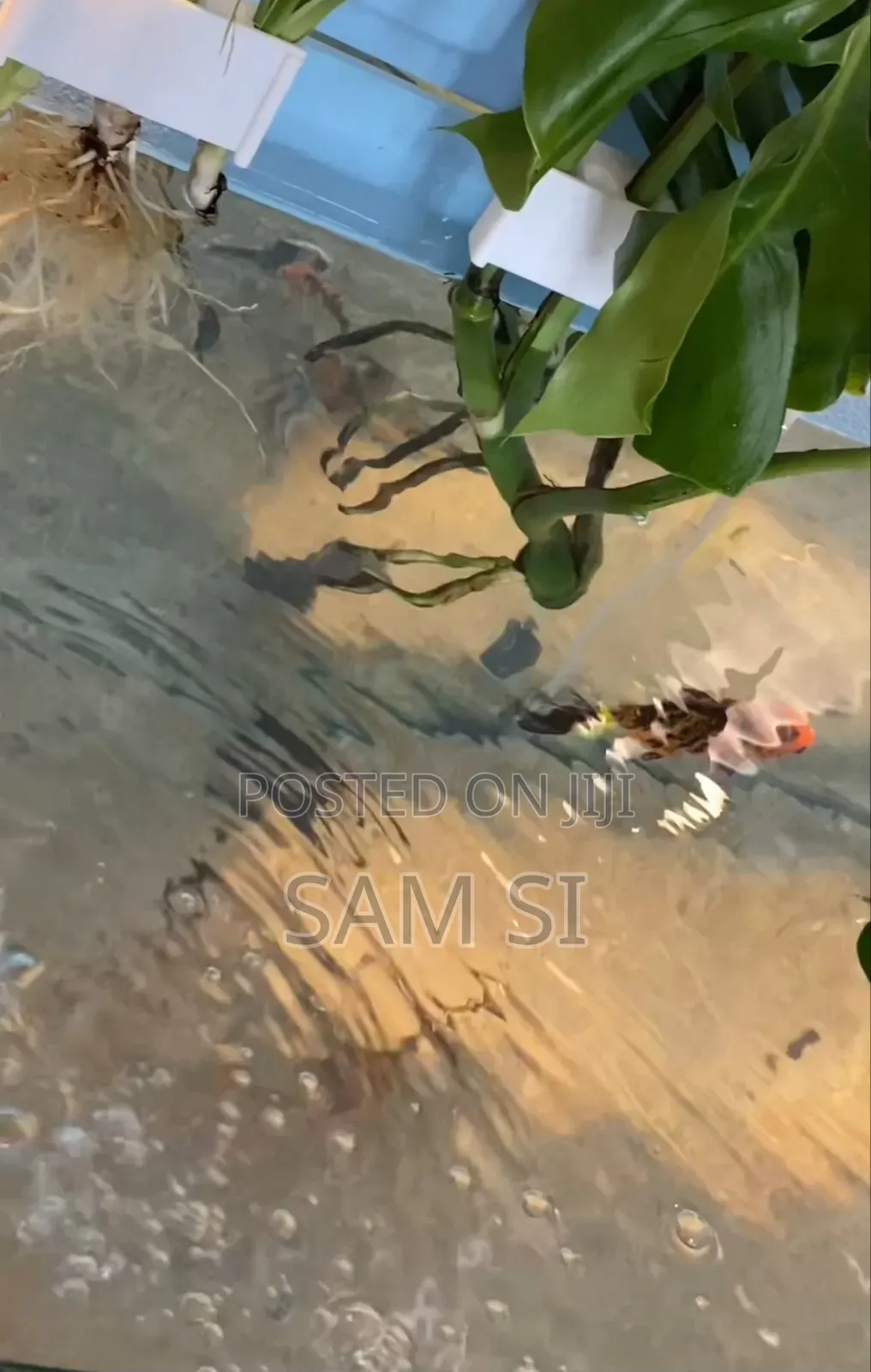 Aquarium አኩዋሪየም