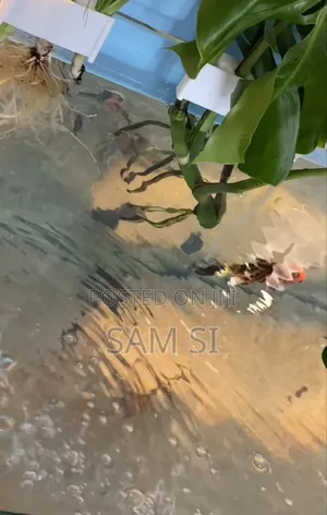 Aquarium አኩዋሪየም