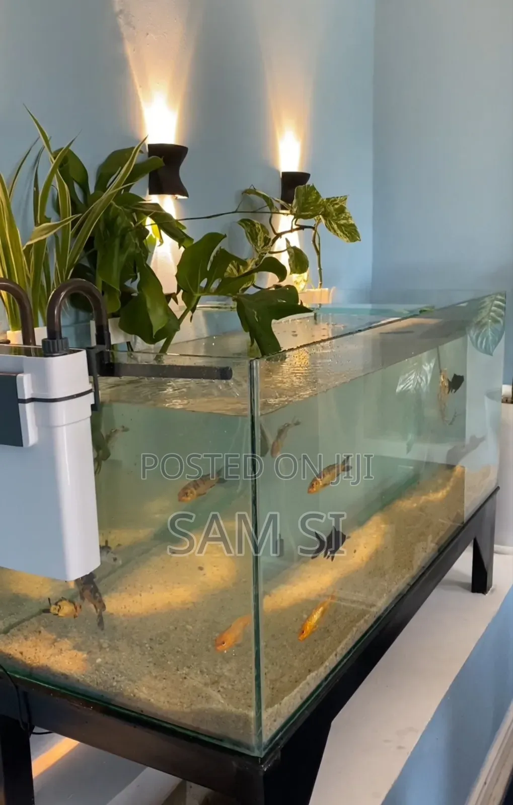 Aquarium አኩዋሪየም