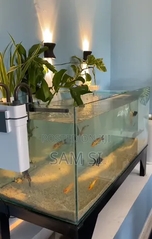 Aquarium አኩዋሪየም