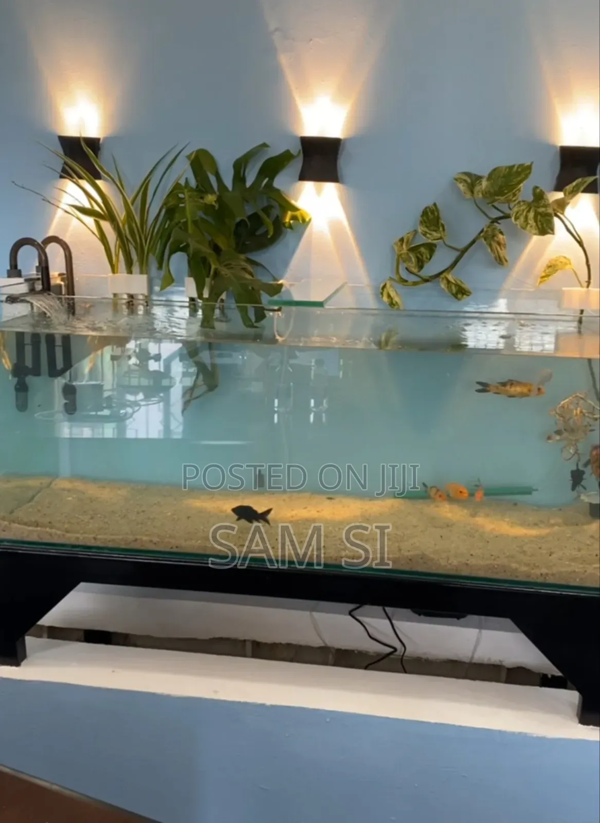 Aquarium አኩዋሪየም