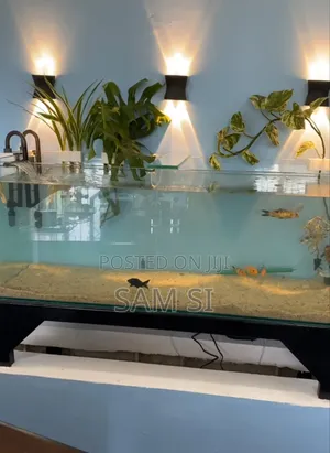 Aquarium አኩዋሪየም