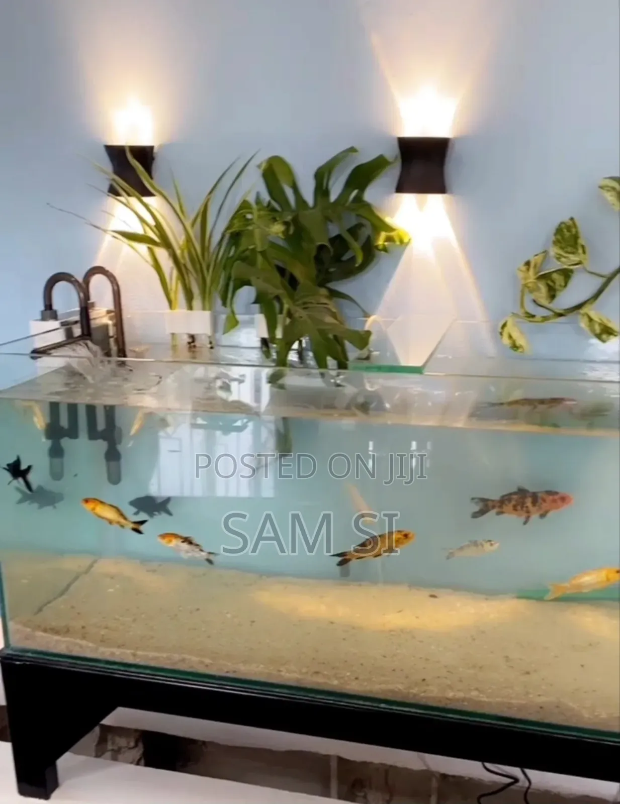 Aquarium አኩዋሪየም