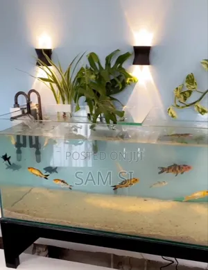 Aquarium አኩዋሪየም