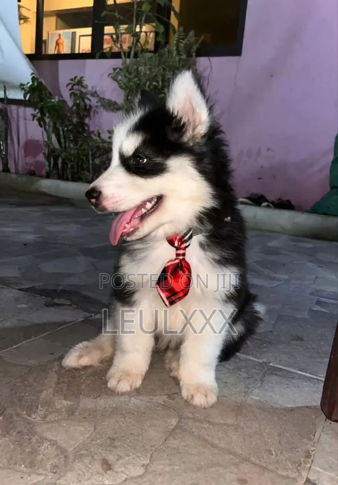 1-3 months Female Purebred Dog