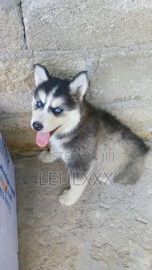 1-3 months Female Purebred Dog