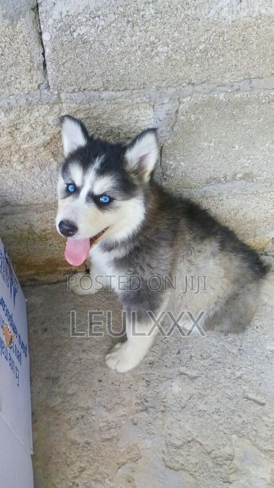 1-3 months Female Purebred Dog