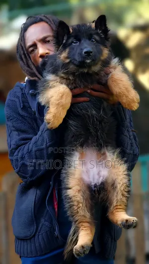Photo - 1-3 months Female Purebred German Shepherd