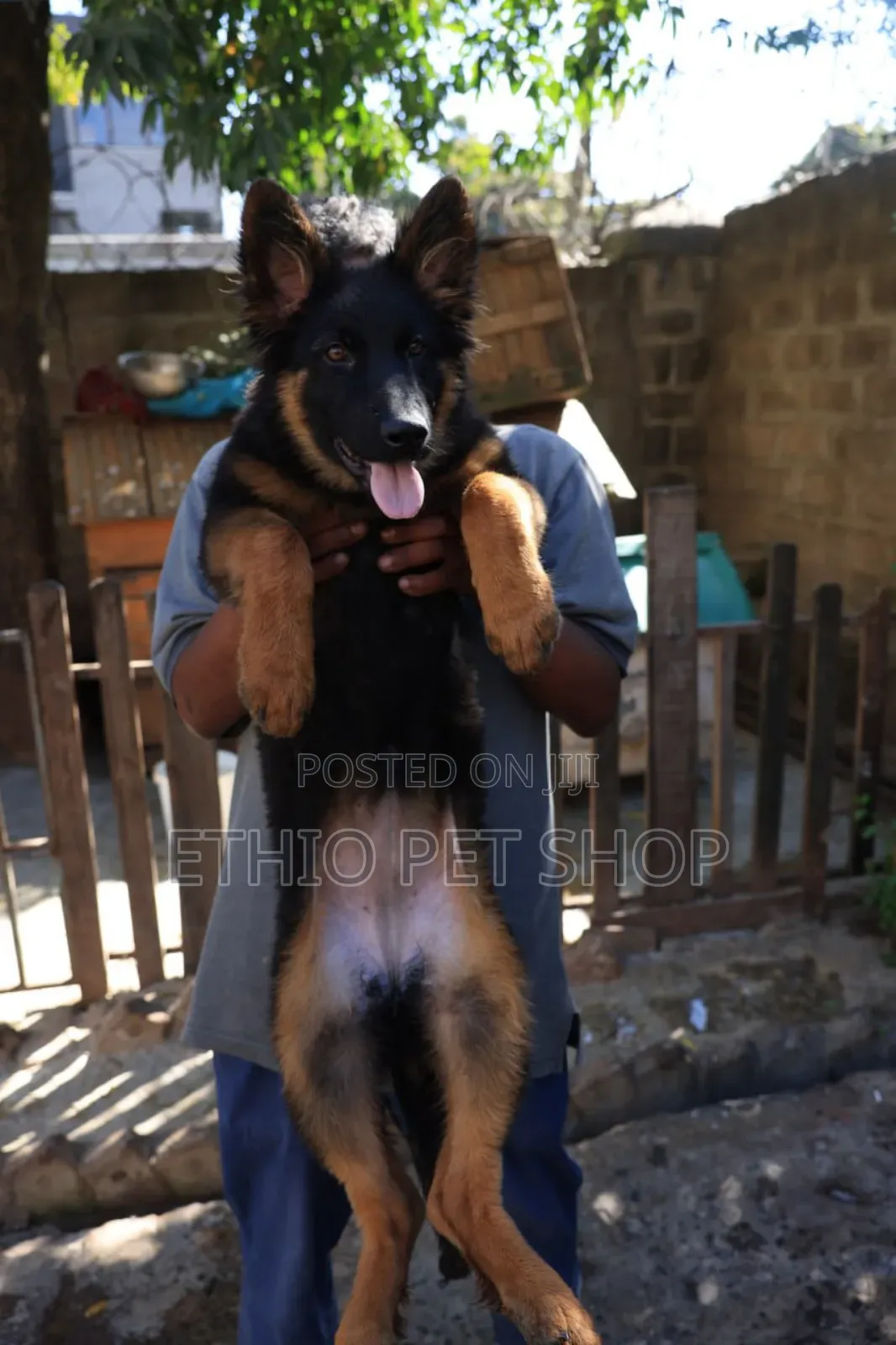 1-3 months Female Purebred German Shepherd