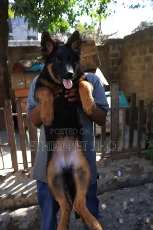 1-3 months Female Purebred German Shepherd