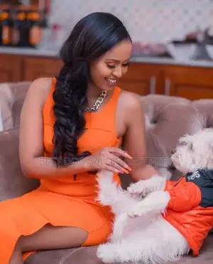 1-3 months Male Purebred Maltese