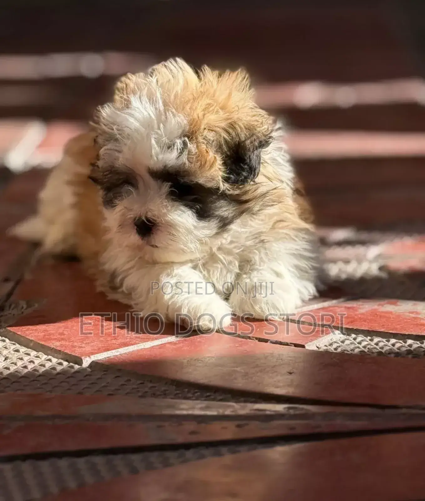 1-3 months Male Purebred Maltese