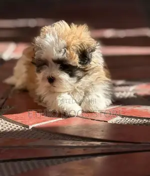 1-3 months Male Purebred Maltese