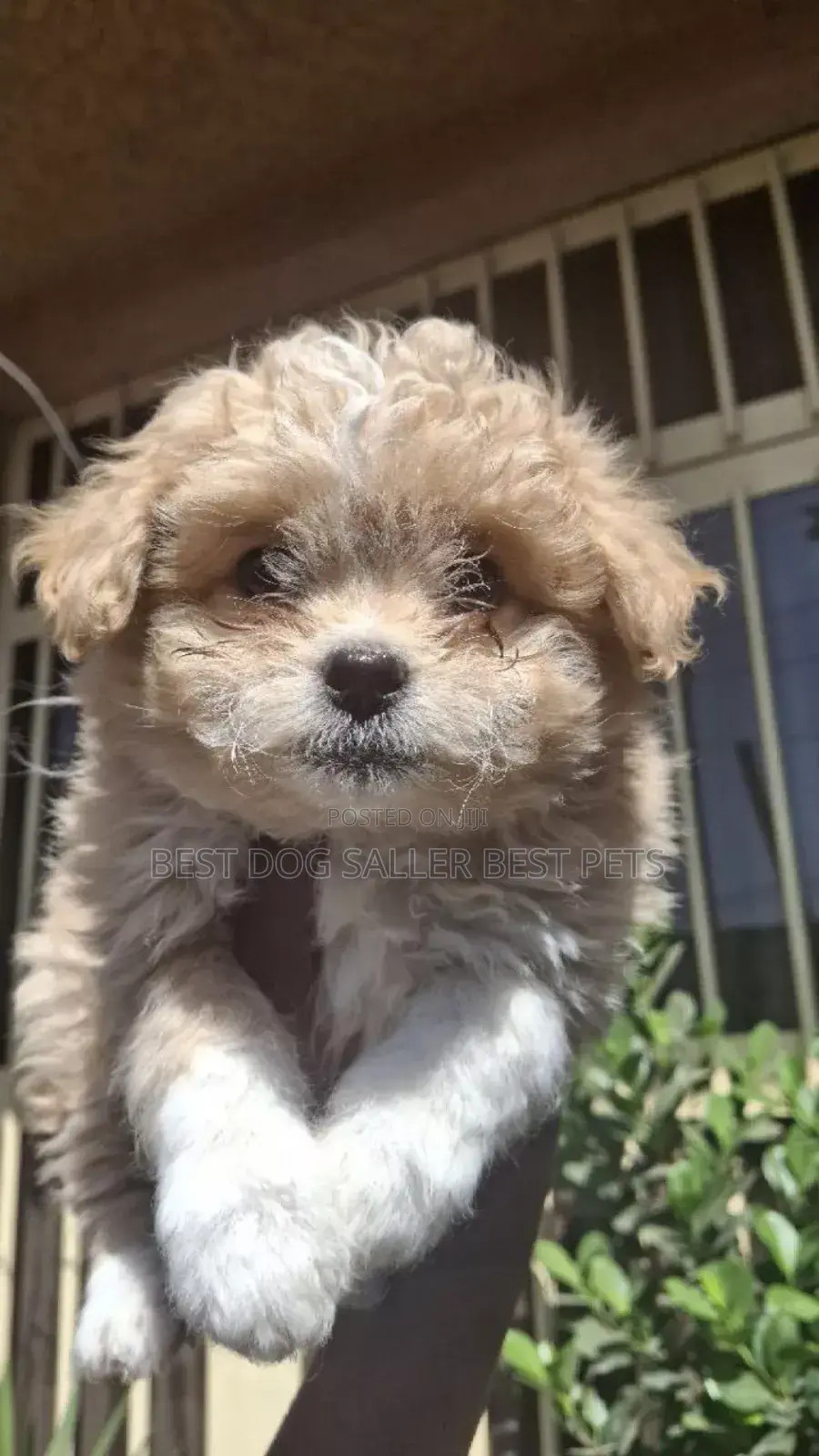 1-3 months Male Purebred Poodle