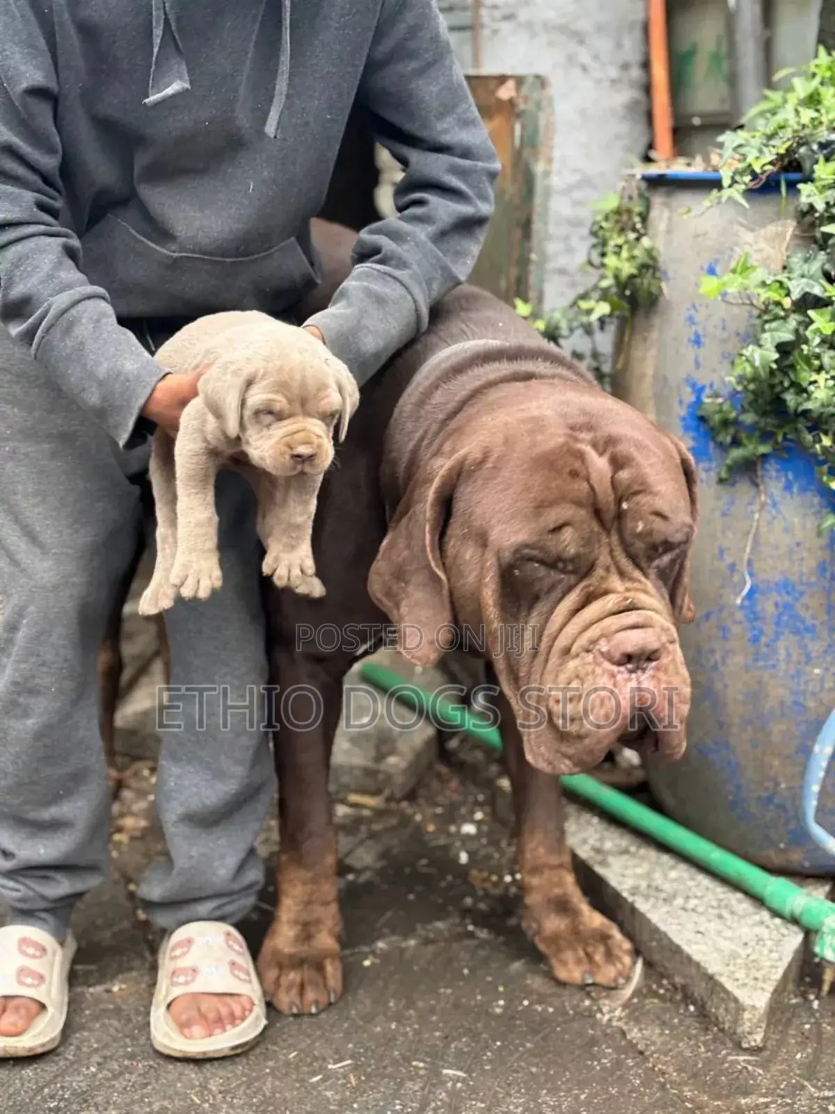 1-3 months Male Purebred Bullmastiff