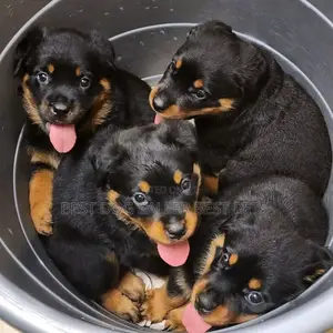 1-3 months Male Purebred Rottweiler