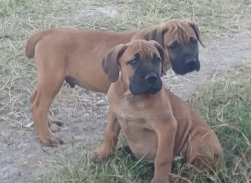 1-3 months Female Purebred Boerboel
