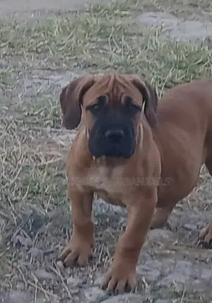 1-3 months Female Purebred Boerboel
