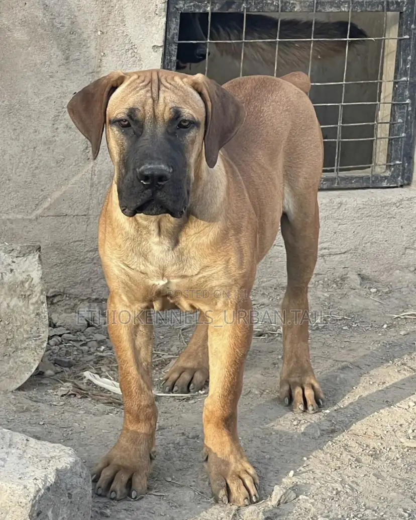 3-6 months Male Purebred Boerboel