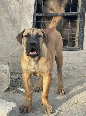 Photo - 3-6 months Male Purebred Boerboel