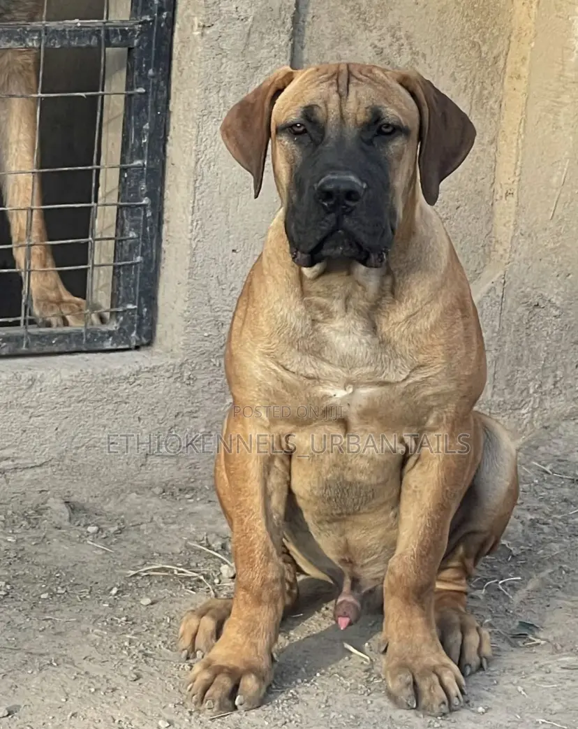 3-6 months Male Purebred Boerboel