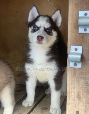 1-3 months Male Purebred Siberian Husky