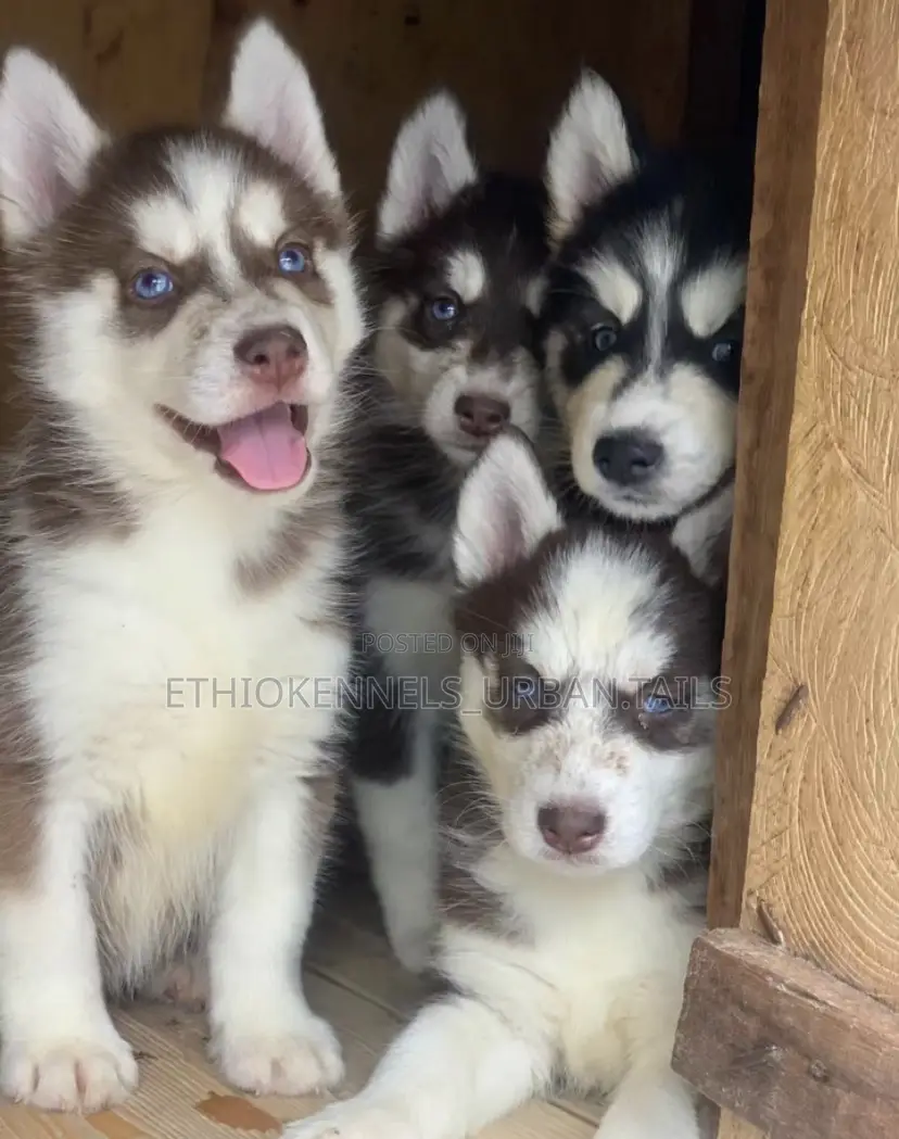 1-3 months Male Purebred Siberian Husky