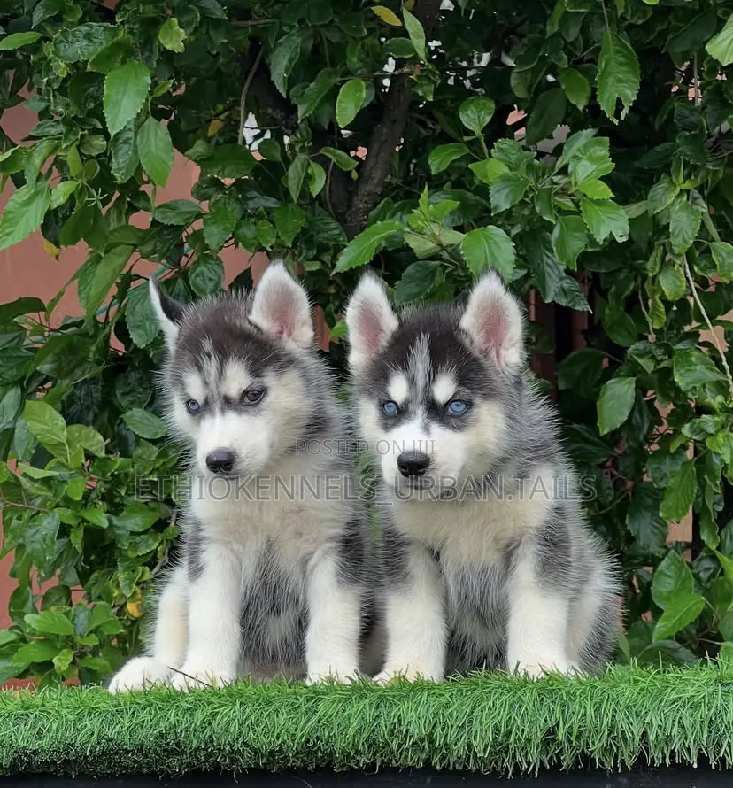 1-3 months Male Purebred Siberian Husky