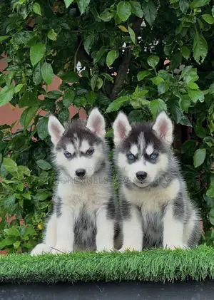Photo - 1-3 months Male Purebred Siberian Husky
