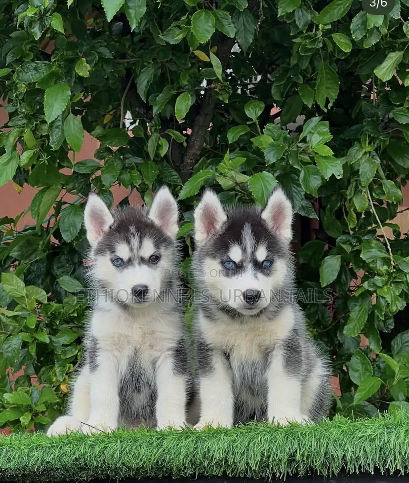 1-3 months Male Purebred Siberian Husky