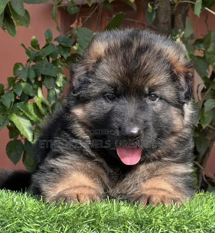 1-3 months Male Purebred German Shepherd