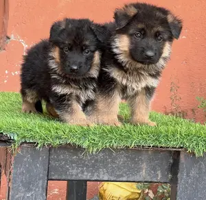 1-3 months Male Purebred German Shepherd