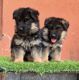 Photo - 1-3 months Male Purebred German Shepherd