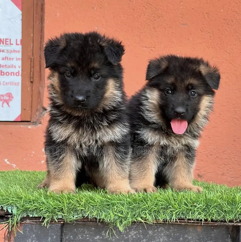 1-3 months Male Purebred German Shepherd