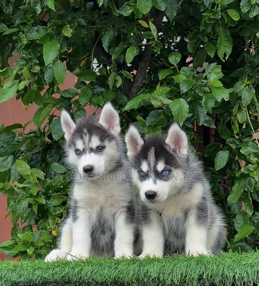 1-3 months Male Purebred Siberian Husky