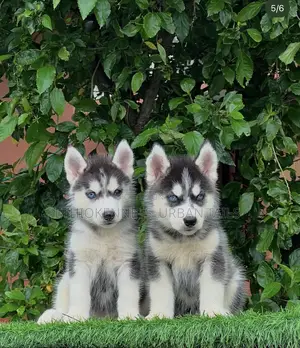 1-3 months Male Purebred Siberian Husky