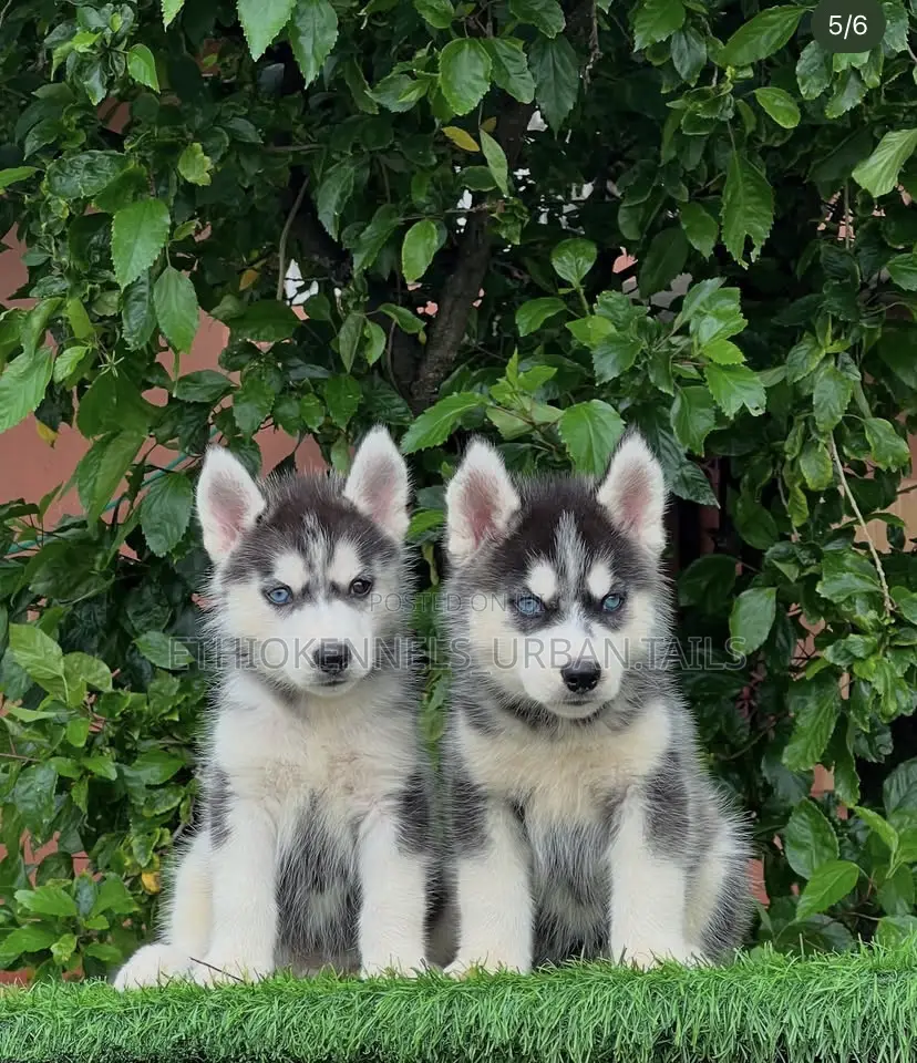 1-3 months Male Purebred Siberian Husky