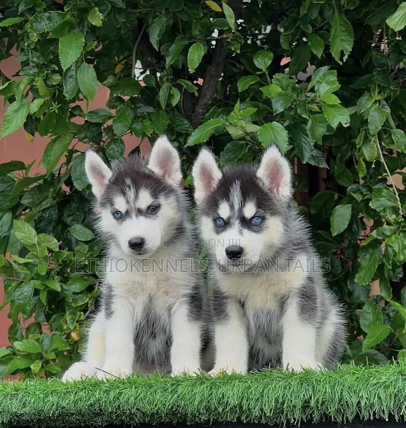 1-3 months Male Purebred Siberian Husky