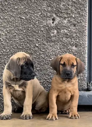 1-3 months Male Purebred Mastiff